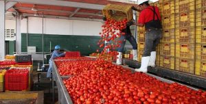 El procesamiento del tomate es una de las las actividades que sustituyen importaciones