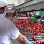 Reconocen respuesta productiva en campaña tomatera majagüense