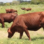 Ganaderos avileños apuestan por proteger la raza Santa Gertrudis