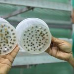 Biofábrica avileña obtendrá semillas de papa de alta calidad (+Video)
