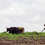 Preparan tierras para la siembra de frijol en Morón