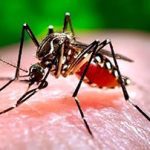 Intensifican acciones para enfrentar arbovirosis en Ciego de Ávila