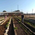 Efectúan jornada productiva en organopónico de Majagua