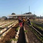 Recuperan organopónicos en Majagua