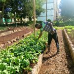 Incrementan la siembra de cultivos varios en organopónicos del municipio Primero de Enero (+Fotos)