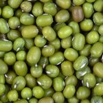 Potencian frijol mungo y plantas oleaginosas en Ciego de Ávila