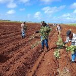 Morón celebra el Día de la Mujer… en los surcos