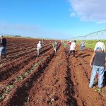 Morón se prepara para siembra de primavera