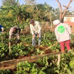 Trabajo voluntario impulsa autonomía alimentaria en Ciego de Ávila