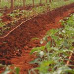 La Agroindustrial Ceballos le pone el pecho a la tierra